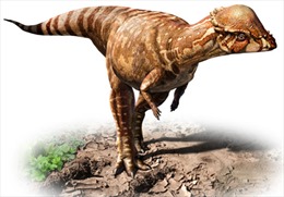 Phát hiện hóa thạch khủng long nhỏ như loài chó