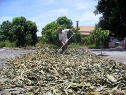 Cẩn trọng việc bán lá xoài khô ở Khánh Hòa