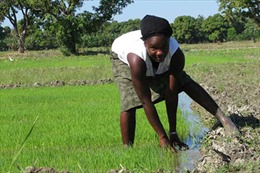 Haiti ưng gạo Việt Nam vì chất lượng và nhanh chín