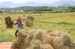 Chống hạn cho vụ hè thu ở Nam Trung bộ