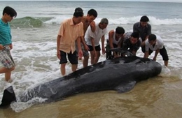 Thêm một con cá voi dạt vào bờ biển Quảng Bình 