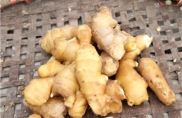 98,2% mẫu gừng Trung Quốc không có dư lượng aldicarb