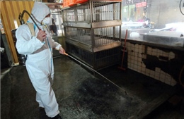 Trung Quốc công bố đặc trưng mang tính quy luật của H7N9 