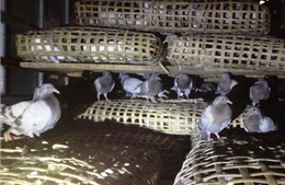 Thu giữ 1.000 con chim bồ câu nhập lậu 