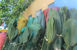 Trồng cây lấy lá thay túi ni lông ở Lạng Sơn 