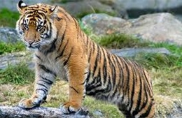 Cảnh báo nguy cơ tuyệt chủng hổ Sumatra Indonesia