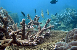 Muốn bảo vệ san hô, hãy chống phá rừng!
