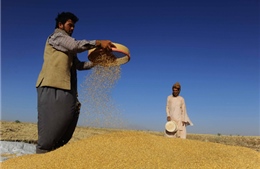 Chính quyền Taliban ở Afghanistan cấm xuất khẩu lúa mì