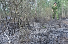 Cháy 2 ha rừng keo tại Quảng Ngãi