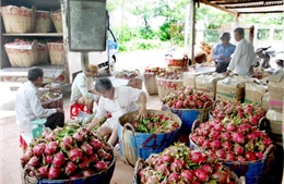 Thanh long Chợ Gạo trên đường xuất khẩu 
