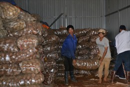 Tiêu hủy 26 tấn khoai tây Trung Quốc nhiễm độc 