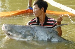 Bắt được cá tra dầu 63 kg quý hiếm trên sông Tiền 