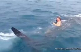 Nam thanh niên liều mạng cưỡi cá mập voi