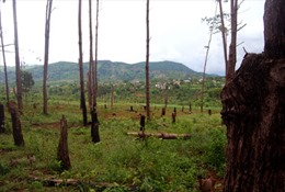 Rừng thông ở Mang Yang bị chặt phá 