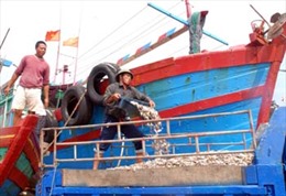 Nhộn nhịp cảng cá Lạch Bạng 