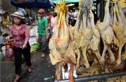 Ca tử vong thứ 9 do nhiễm H5N1 ở Campuchia