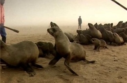 Hải cẩu bị đập chết hàng loạt tại Namibia