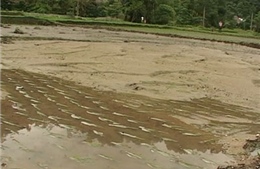 Lũ cuốn trôi một người ở Tuyên Quang