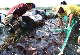 Cá tầm Trung Quốc nhiễm kháng sinh cấm 