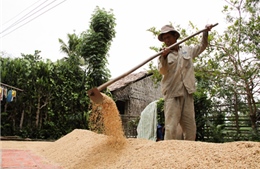 Con đường “tăng giá” của hạt gạo