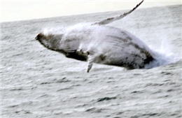 Cá voi lạc vào bãi biển đông người