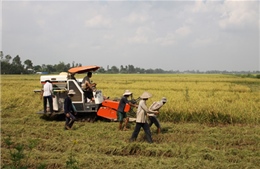 Con đường “tăng giá” của hạt gạo - Bài cuối: Tổ chức lại sản xuất để nông dân thoát nghèo