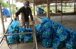 Tránh nóng vội khi chuyển đổi cơ cấu cây trồng