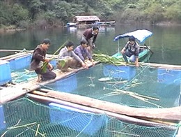 Tuyên Quang nuôi trồng thủy sản trên hồ thủy điện 