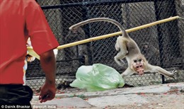 Kinh hoàng khỉ tấn công người ở sở thú