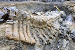 Khai quật hóa thạch đuôi khủng long dài 5 mét