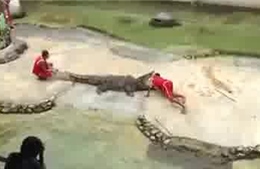 Cá sấu ngoạm đầu người huấn luyện