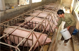 Đề phòng lại tăng đàn lợn theo phong trào