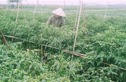 Khi nông dân chán ruộng - Bài cuối: Làm giàu từ đồng lúa