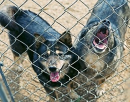 Chó nghi dại liên tục tấn công người và vật nuôi 