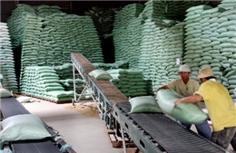 Tính đường dài cho hạt gạo Việt Nam