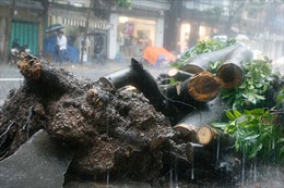 Hà Nội: Bão quật đổ cây, một người tử vong 