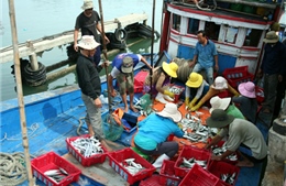 Còn gần 3.300 ngư dân trên biển Quảng Nam