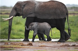 Mozambique và nỗi lo tuyệt chủng voi