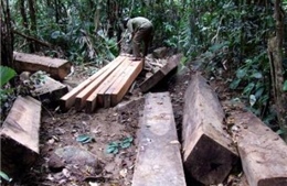 Nóng nạn phá rừng giáp ranh Phú Yên, Đắc Lắc