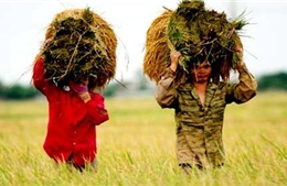 Nâng giá trị gia tăng cho nông sản