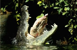 Bị cá sấu khổng lồ ăn thịt khi dự sinh nhật