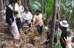 Dân đổ xô phá rừng tìm trầm ở Phú Yên