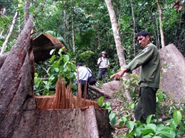 Tây Nguyên xóa bỏ triệt để 218 cơ sở chế biến gỗ trong rừng