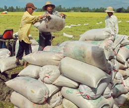 Xuất khẩu gạo ngày càng chật vật
