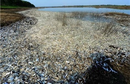 Gần 100 tấn cá chết do nhiễm hóa chất ở Trung Quốc 