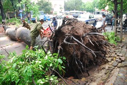 Mưa to, hàng loạt cây ở Hà Nội lại bị đổ