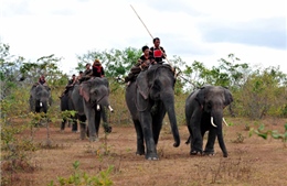 Đắk Lắk tăng bảo vệ, tránh xung đột với voi rừng 