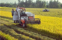 &#39;Rơi vãi&#39; hàng triệu tấn thóc do công nghệ kém