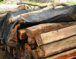 Cất giữ gỗ trái phép, bị phạt 520 triệu đồng