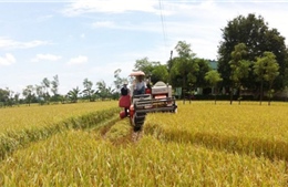Cần mô hình liên kết sản xuất và tiêu thụ lúa gạo hiệu quả 